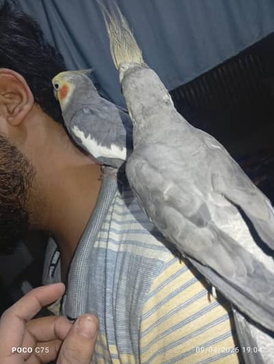 Hand tame pair ghr paly thy bachy