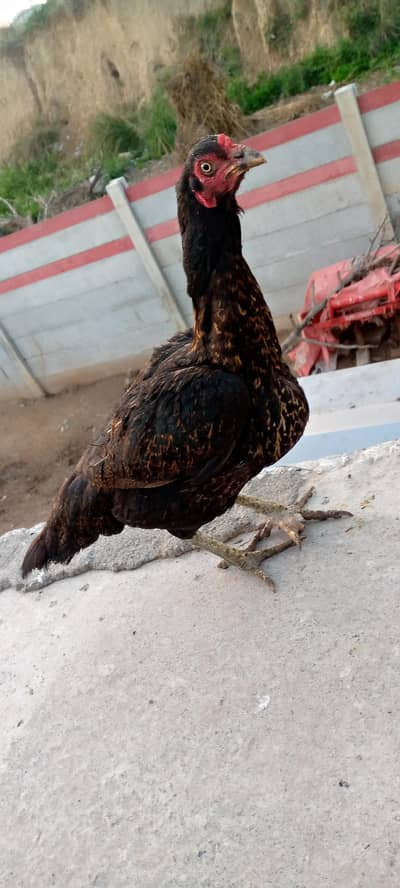 home bareed ke  hai koi masla nhai hai Ando bacho ke guarantee hai