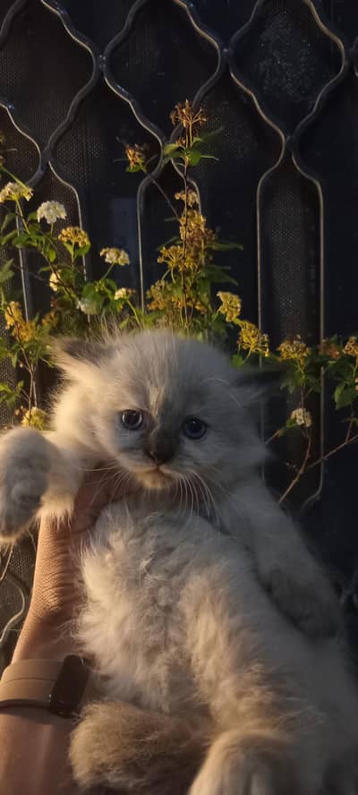Persian kittens triple coated