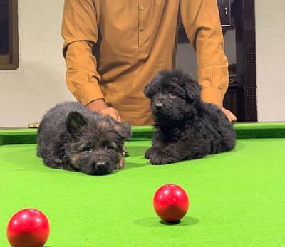 German sherperd extreme quality pedigree puppies