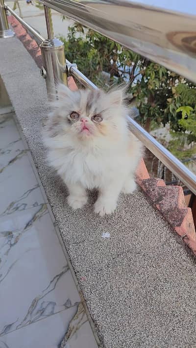 Persian extme punch face female kitten