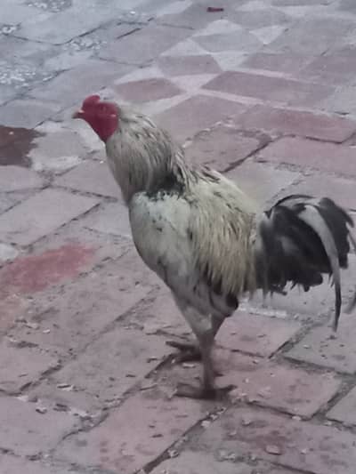 Home breed cross Murgha  for sale