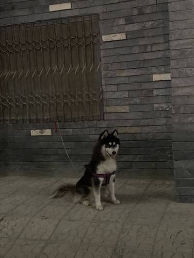 Siberian Husky Heavy bone structure