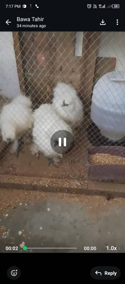 whit silki k 3pc ha ful active and healthy