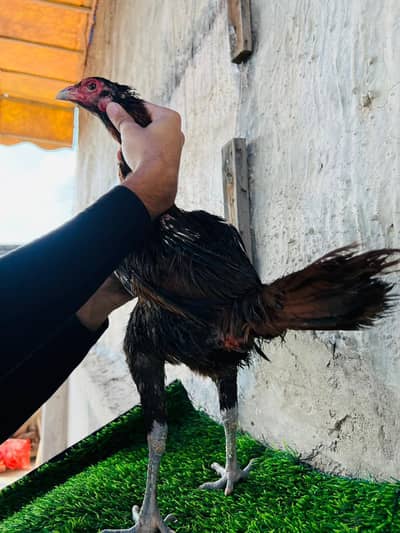 pakoye trad japani turkish panus pakoye thai trad