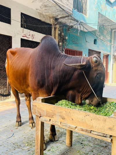 Massallah active an healty