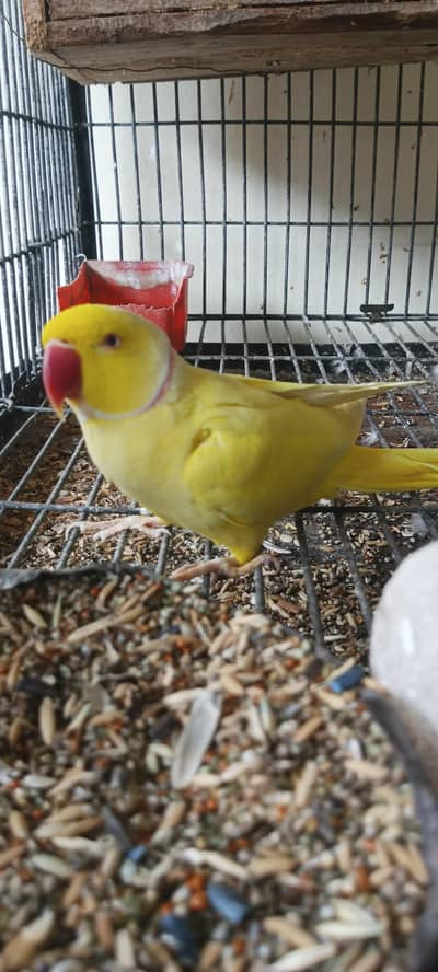 yellow ringneck male