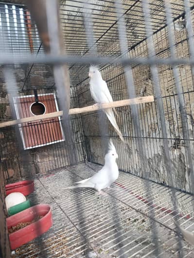 reno cocktail red eyes pair for sale