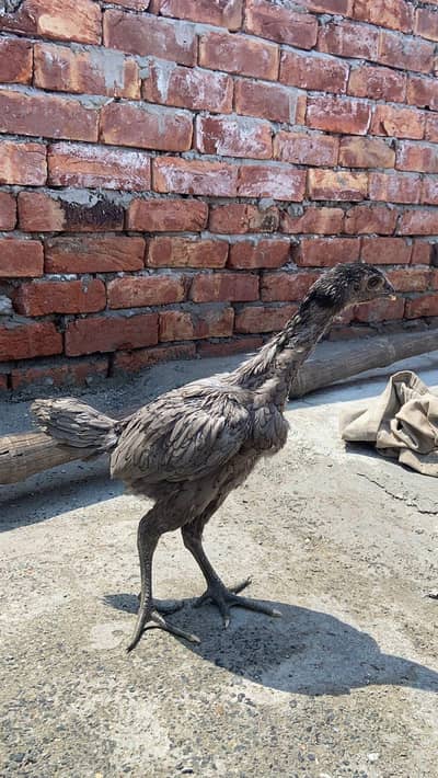 ice blue dragon avaliable