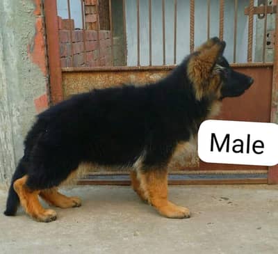 German shepherd puppy 03267458560 WhatsApp contact