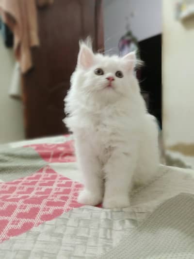 Persian Kitten Triple Coated for Sale