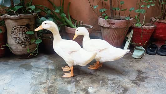 Desi Ducks