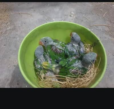 mother feed chicks available jambo size