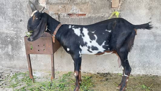 Gaban bakri for sale