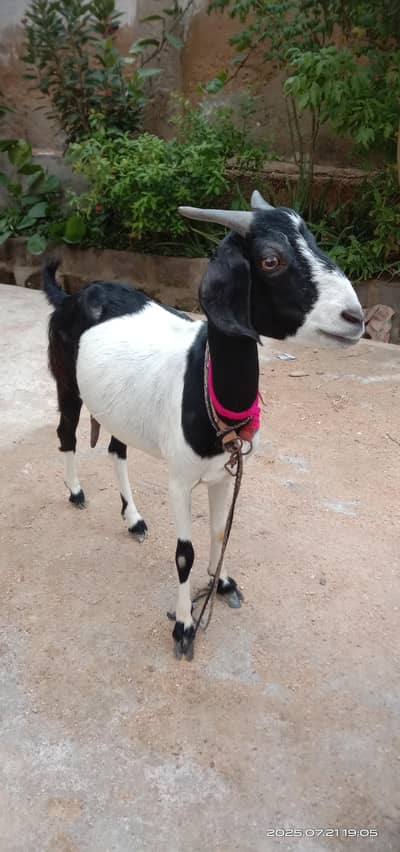 female goat for sale