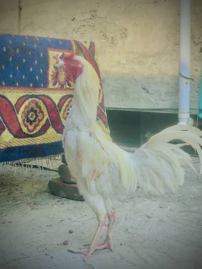 Kot Lakhpat Fatak Phone Kala