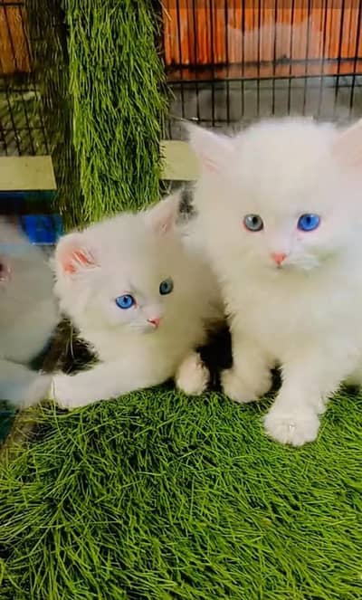 Persian cat triple cod for sale,my WhatsApp 03464644037