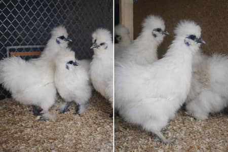 White Silkie Male