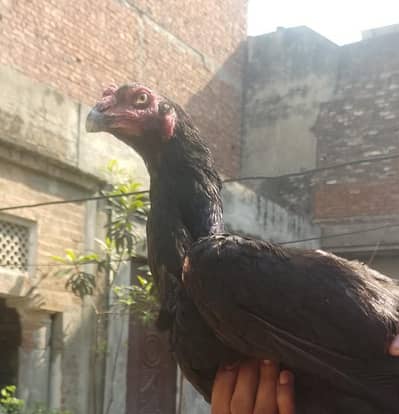 GERMAN SHAMU HEN 03214059840