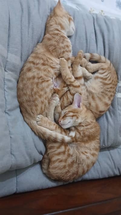 Cat Kittens