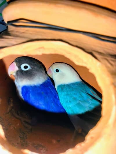 love bird pair for sale