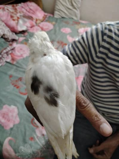 v pied hand tame and fly