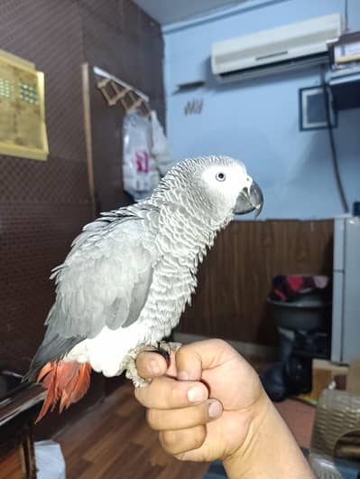 African Grey Parrot Semi Tame