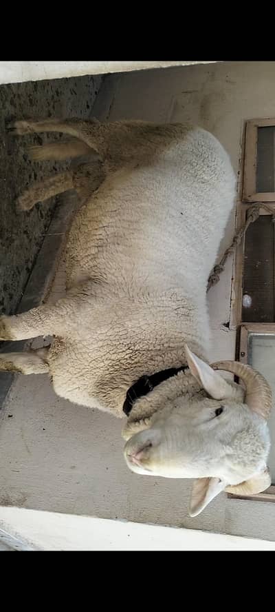 chatra. menda for sale