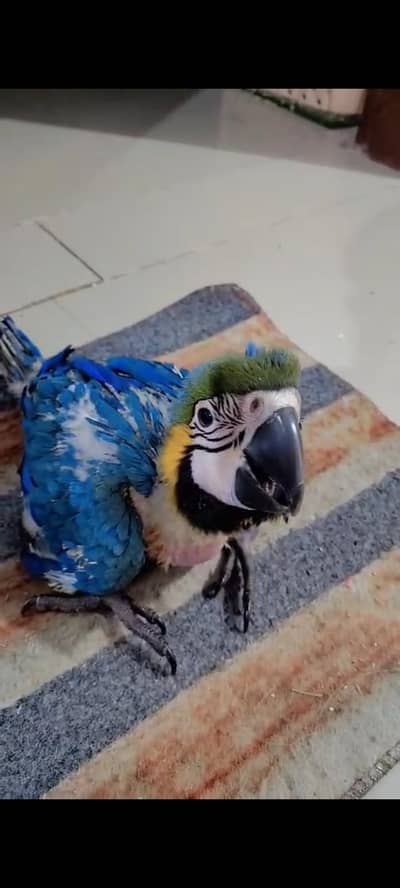 Macaw. . . Blue And Gold Macaw