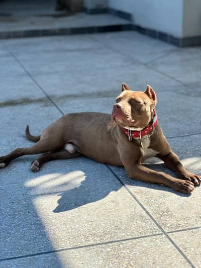 pitbull male for stud