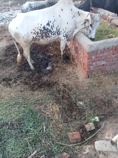 fresh 6 dant White beauty  qurbani k lia ya Kam k lia bhut acha ha