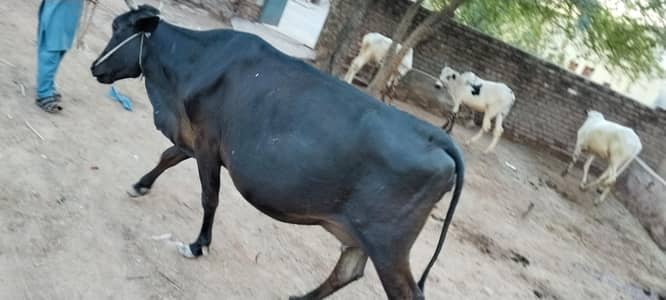 cow for sale