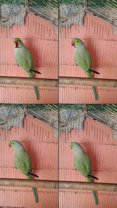 Ring neck Breeder male