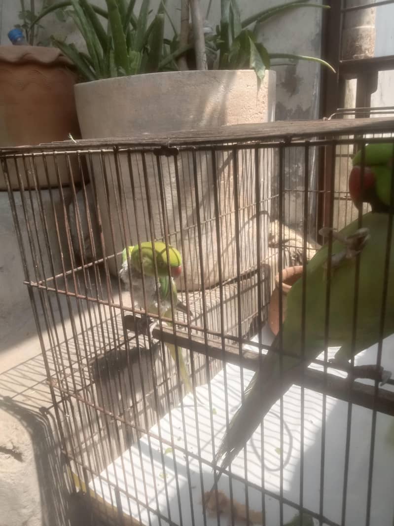 parrots 3