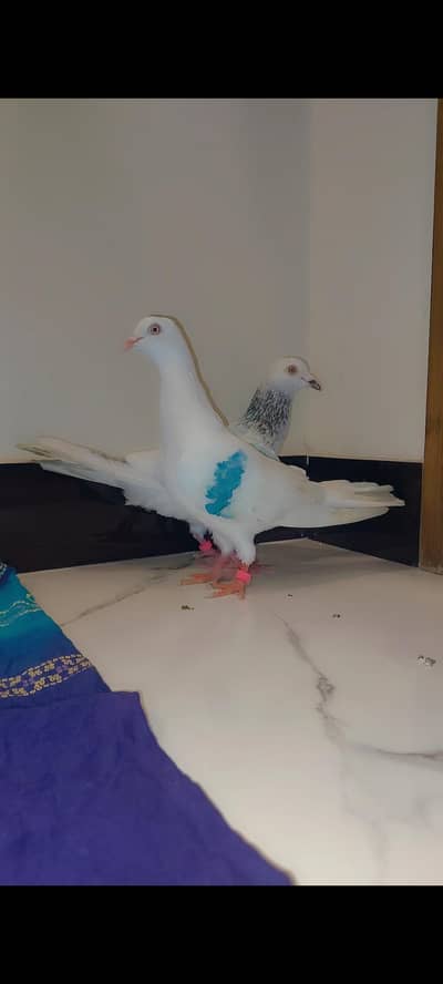piegon breeder pair full active