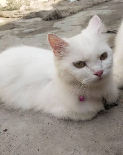 Persian cat