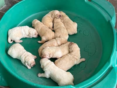 Labrador puppies for sale