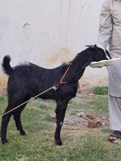 Eid kilyea Bakra Hai donda Hai normal Bakra Hai