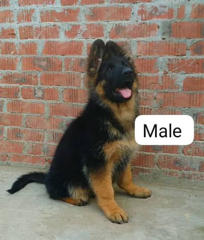 German shepherd puppy 03267458560 WhatsApp contact