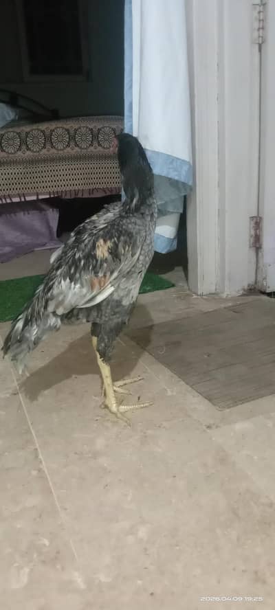 aseel saleta for sale munasib rate per