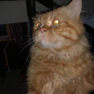 Persian (jambo breed)