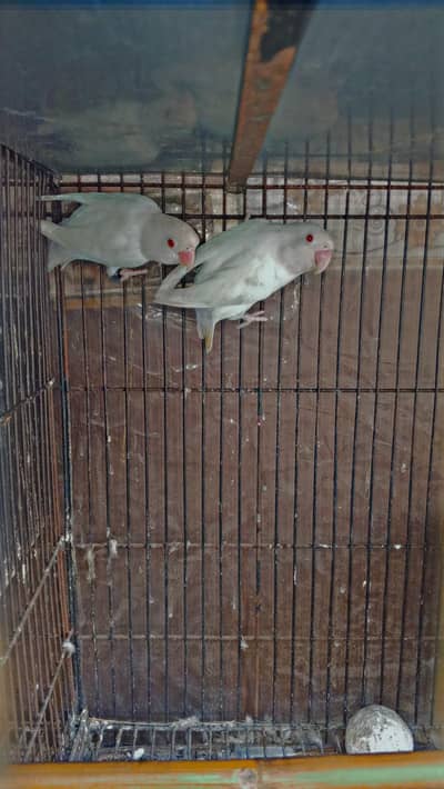 lovebird healthy and active breeder pair