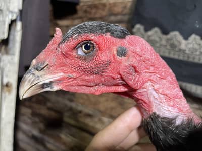 Thai neck locker female