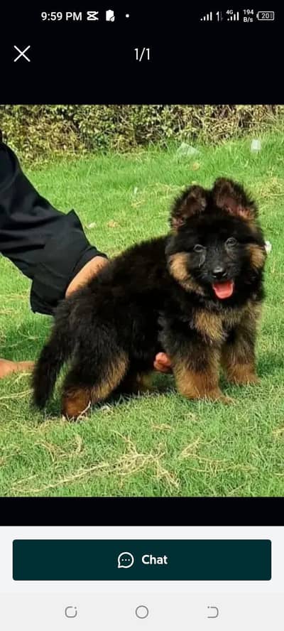 German Shepherd male puppy for sale 03262107955 my WhatsApp number