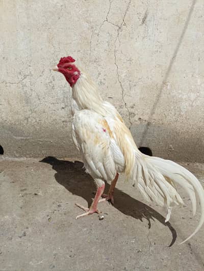 White Aseel Breeder For Sale. . What's app:03219874606