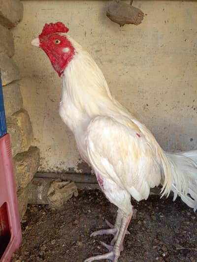 White Aseel Breeder For Sale. . What's app:03219874606