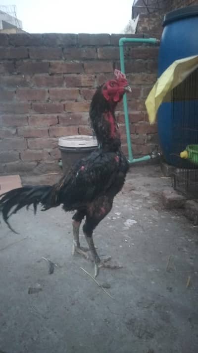 Thai + heera aseel chicks