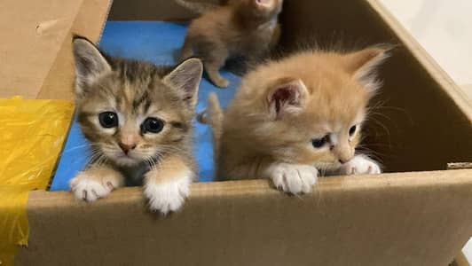 british short hairs cats