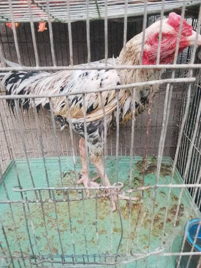 heera ke cross chick's hai 3 male 4 female hai