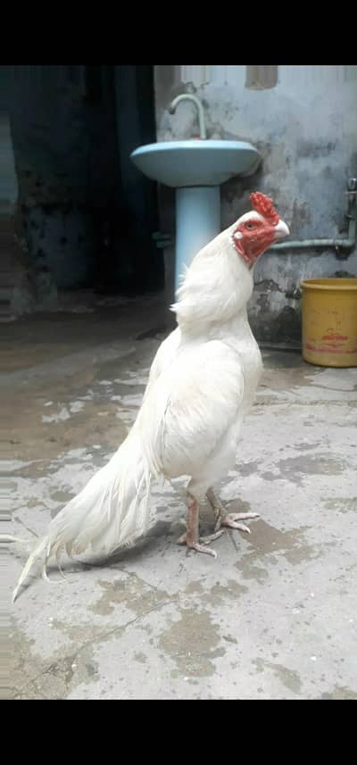 Heera quality aseel breeder pair ka chick  for sale